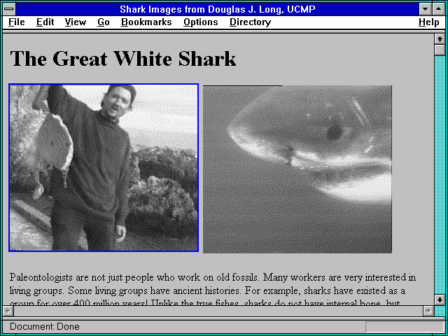 Screenshot of Shark Images from Douglas J. Long UCMP